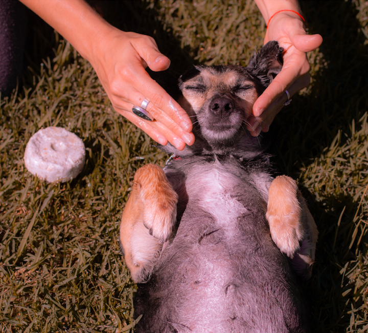 Shampoo mascotas - Imagen 2