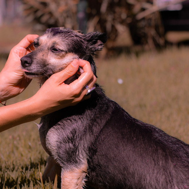 Shampoo mascotas - Imagen 4