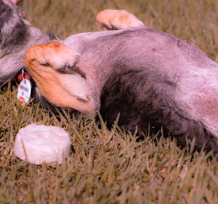 Shampoo mascotas - Imagen 5