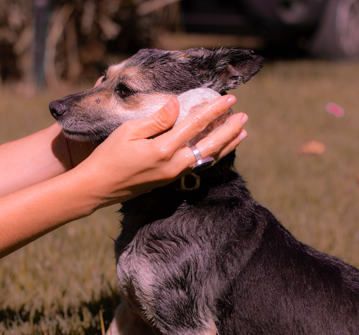 Shampoo mascotas - Imagen 3